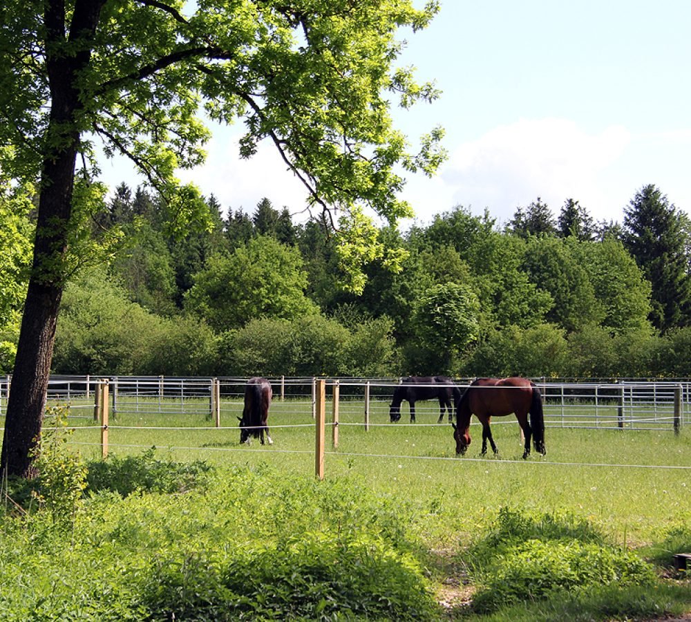 Koppeln der Reitanlage Wolfesing